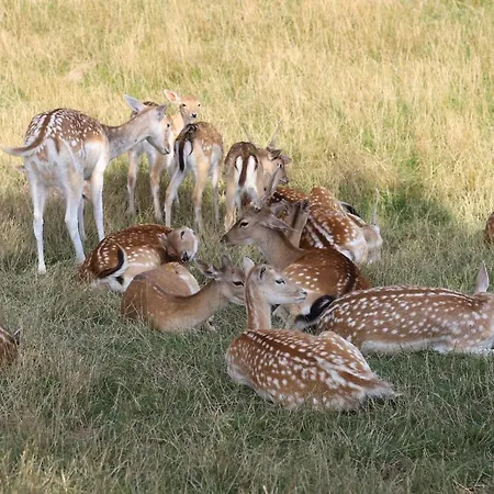 招待所 Haus Berkenkamp