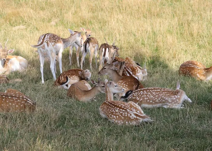 Affittacamere Haus Berkenkamp